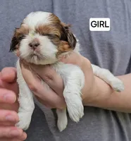 Bonnie, a female Shih Tzu for sale in Troy, NC – Photo 2 of 4