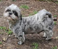 Bonnie, a female Shih Tzu for sale in Troy, NC – Photo 3 of 4