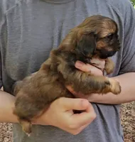 Buddy, a male Shih Tzu for sale in Troy, NC – 3 of 5