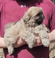 Buddy, a female Shih Tzu for sale in Troy, NC – Photo 1 of 3