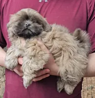 Buddy, a female Shih Tzu for sale in Troy, NC – Photo 2 of 3