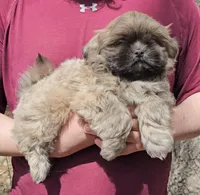 Buddy, a female Shih Tzu for sale in Troy, NC – Photo 3 of 3