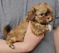 Bella, a female Shih Tzu for sale in Troy, NC – 2 of 3