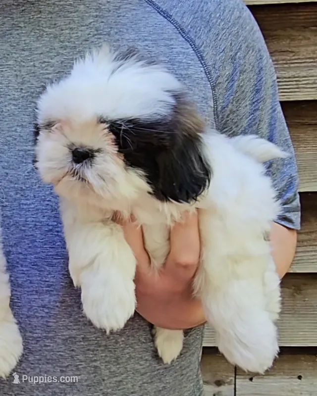 Jazz – Shih Tzu puppy for sale in Troy, NC