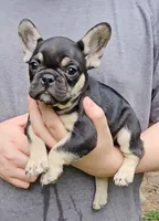 Becky, a female French Bulldog for sale in Troy, NC – 2 of 4