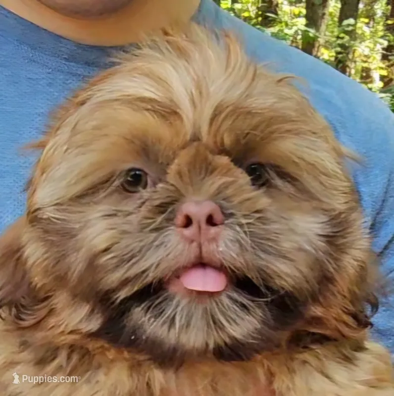 Jenny – Shih Tzu puppy for sale in Troy, NC