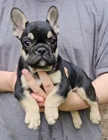 Brutus, a male French Bulldog for sale in Troy, NC – 2 of 3