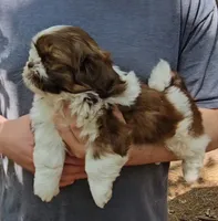Gavin, a male Shih Tzu for sale in Troy, NC – 2 of 4