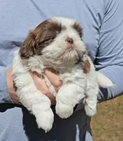 Jed, a male Shih Tzu for sale in Troy, NC – Photo 5 of 5