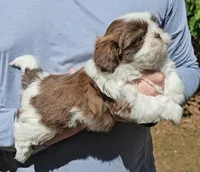 Jed, a male Shih Tzu for sale in Troy, NC – Photo 3 of 5