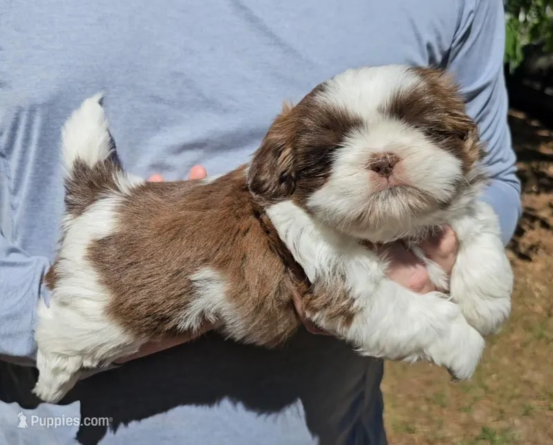Jed – Shih Tzu puppy for sale in Troy, NC