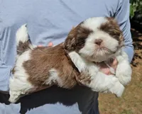 Jed, a male Shih Tzu for sale in Troy, NC – Photo 1 of 5