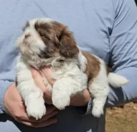 Jed, a male Shih Tzu for sale in Troy, NC – Photo 4 of 5