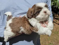 Jed, a male Shih Tzu for sale in Troy, NC – Photo 2 of 5