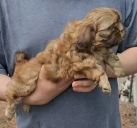 Jenny, a female Shih Tzu for sale in Troy, NC – 2 of 3