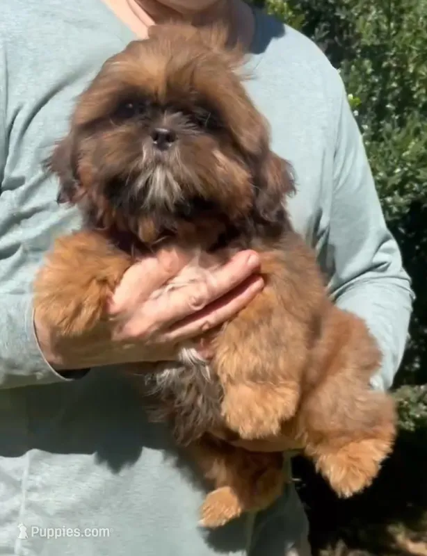 Red – Shih Tzu puppy for sale in Troy, NC