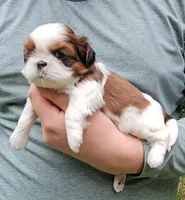 Tina, a female Shih Tzu for sale in Troy, NC – 2 of 4