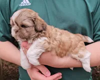 Carlos, a male Shih Tzu for sale in Troy, NC – Photo 2 of 4