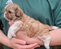 Carlos, a male Shih Tzu for sale in Troy, NC – Photo 3 of 4