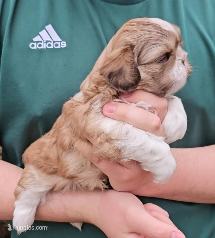 Carlos, a male Shih Tzu for sale in Troy, NC – Photo 1 of 4