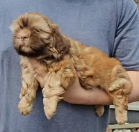 Jenny, a female Shih Tzu for sale in Troy, NC – 3 of 3