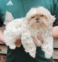 Snowball, a male Shih Tzu for sale in Troy, NC – 1 of 5