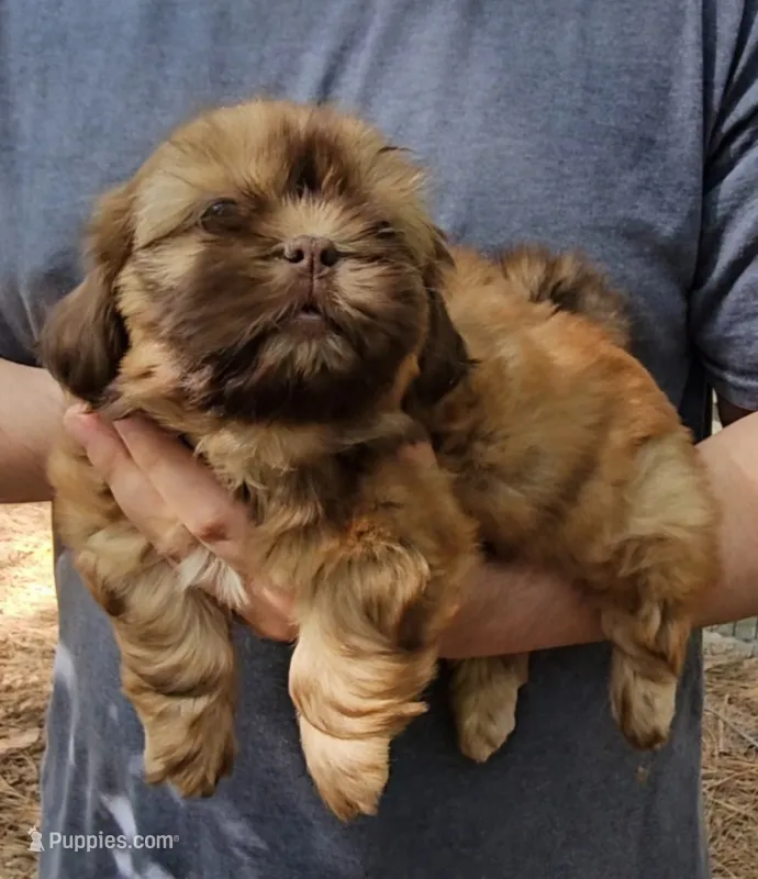 Gigi – Shih Tzu puppy for sale in Troy, NC