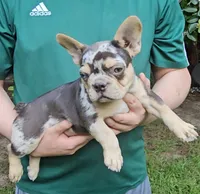 Choco, a male French Bulldog for sale in Troy, NC – 2 of 3