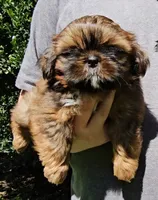 Red, a male Shih Tzu for sale in Troy, NC – 2 of 3