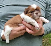 Tara, a female Shih Tzu for sale in Troy, NC – 2 of 4