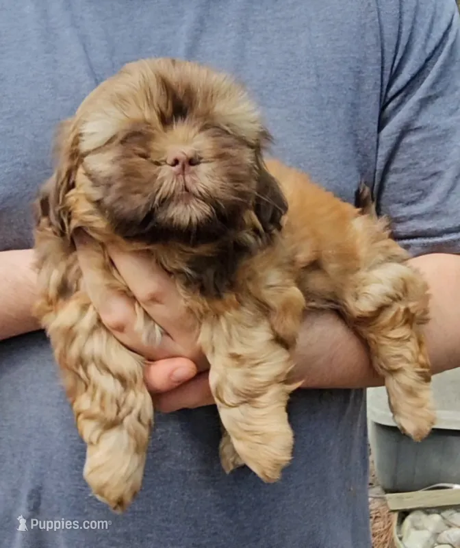 Jenny – Shih Tzu puppy for sale in Troy, NC