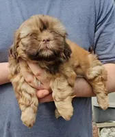 Jenny, a female Shih Tzu for sale in Troy, NC – 1 of 3
