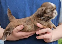 Boy 3, a male Shih Tzu for sale in Troy, NC – Photo 3 of 7