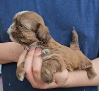 Boy 3, a male Shih Tzu for sale in Troy, NC – Photo 2 of 7