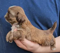 Boy 3, a male Shih Tzu for sale in Troy, NC – Photo 4 of 7