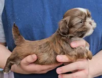 Boy 3, a male Shih Tzu for sale in Troy, NC – Photo 1 of 7