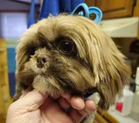 Boy 3, a male Shih Tzu for sale in Troy, NC – Photo 5 of 7