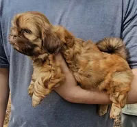 Gigi, a female Shih Tzu for sale in Troy, NC – 3 of 3
