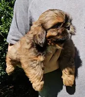Red, a male Shih Tzu for sale in Troy, NC – 3 of 3