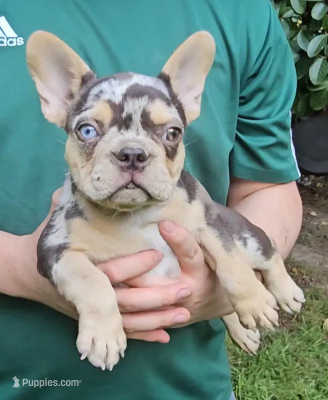 Choco – French Bulldog puppy for sale in Troy, NC