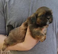 Buddy, a male Shih Tzu for sale in Troy, NC – 5 of 5