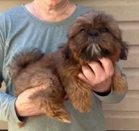 Red, a male Shih Tzu for sale in Troy, NC – 3 of 4