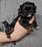 Little Man, a male Shih Tzu for sale in Troy, NC – 2 of 2