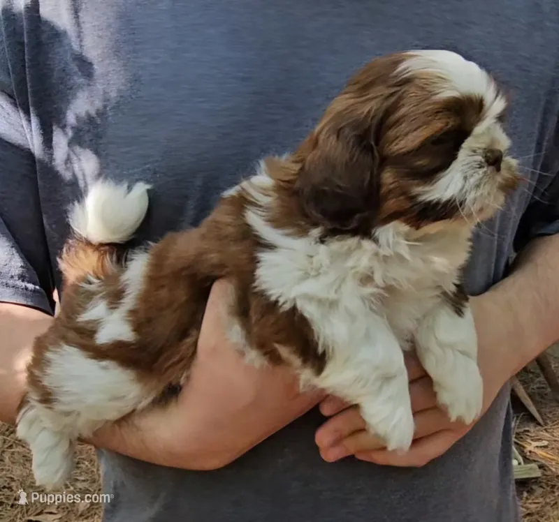 Gavin – Shih Tzu puppy for sale in Troy, NC