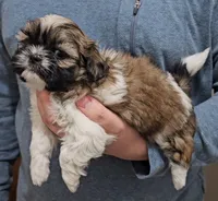 Carmen, a female Shih Tzu for sale in Troy, NC – Photo 3 of 4