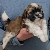 Carmen, a female Shih Tzu for sale in Troy, NC – Photo 2 of 4
