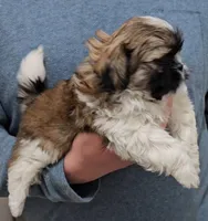 Carmen, a female Shih Tzu for sale in Troy, NC – Photo 4 of 4