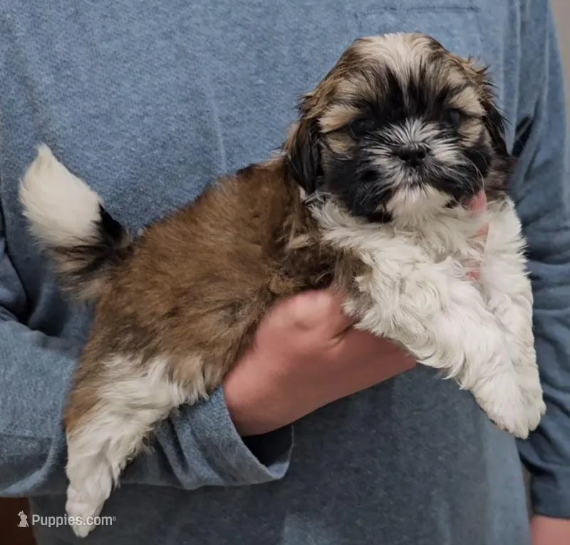 Carmen, a female Shih Tzu for sale in Troy, NC – Photo 1 of 4