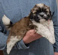 Carmen, a female Shih Tzu for sale in Troy, NC – Photo 1 of 4