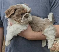 Tommy, a male Shih Tzu for sale in Troy, NC – 3 of 3